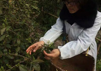 鲜叶采摘