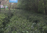 茶园美景